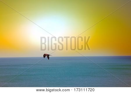The sea eagles. Kites over Indian ocean. Tropical sunset and quiet surface of sea