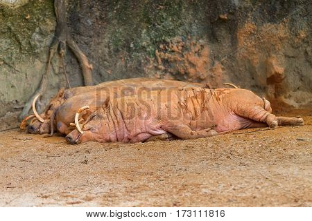 The sleeping  babirusa also called deer pig.