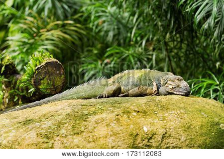 The rhinoceros iguana (Cyclura cornuta) sleeping on rock.