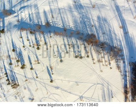 Aerial view of the rare forest, long shadows. Shooting from height of the bird's flight. Maksatikhinsky District Tver Region.
