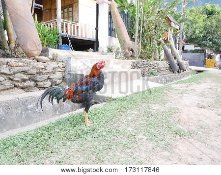 A black red colored on a grassy road