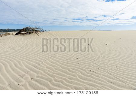 Dead tree branch on stunning Mangawhai Heads sand dunes windswept ripple patterns background