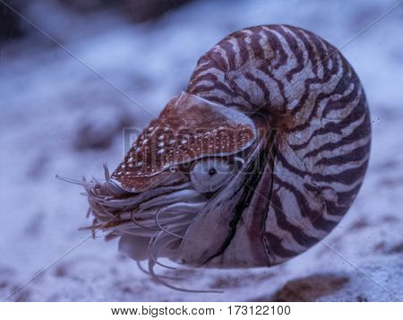 Nautilus pompilius close up in aquarium with eye