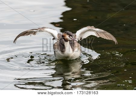 Great crested grebe (Podiceps cristatus) with wings spread. Elegant waterbird in the family Podicipedidae swimming and flapping wings