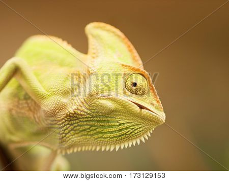 Detail of head of young Yemen chameleon eating beetle - Chameleo calyptratus