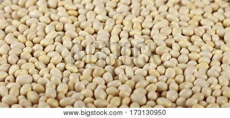 White Frigole Kidney Beans Close Up Background