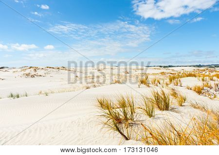 Sedge grass growing in stunning Mangawhai Heads sand dunes in widswept rolling formation to horizon