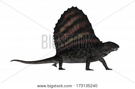 Dimetrodon dinosaur walking isolated in white background - 3D render