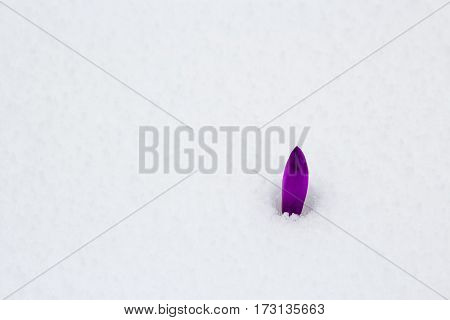Single closed dreamy purple crocus in the meadow among cold white snow on a spring day.