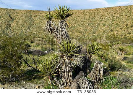 Yucca Plants and Creosote Shrubs taken at a rural field in the Mojave Desert, CA