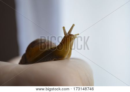 brown small snail Achatina sitting on palm