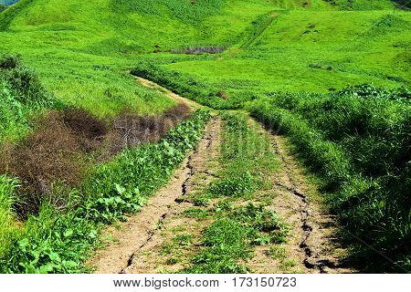 Hiking trail thru a lush green field during spring taken in the Whittier Hills, CA