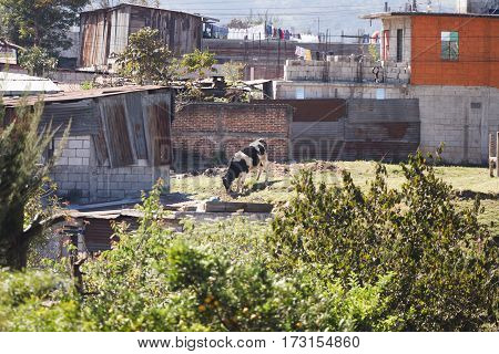 Lone cow grazing near shacks and houses in rural Guatemalan town.