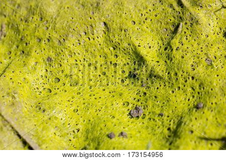 Disgusting repulsive slimy organic green moss mold fungus abstract structure pattern macro background