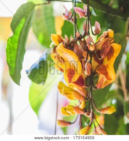 Yellow and red flowers with green leaves in central Guatemala Central America.