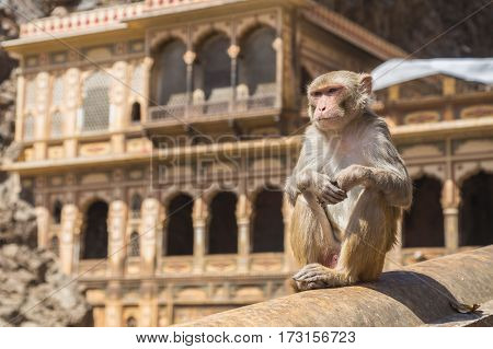 Adult monkey sitting on a wall in Jaipur India during the day.