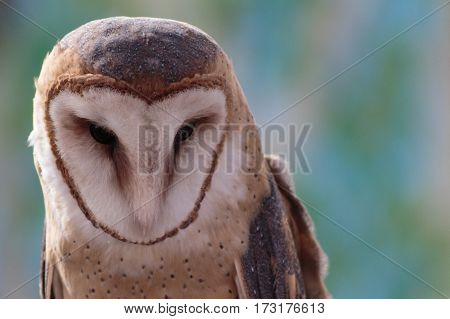 A barn owl showing his blue speckled head chest and wings.
