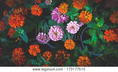 Beautiful pink and orange flower Zinnia violacea
