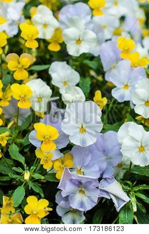 viola flowers
