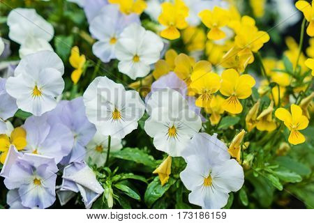 viola flowers