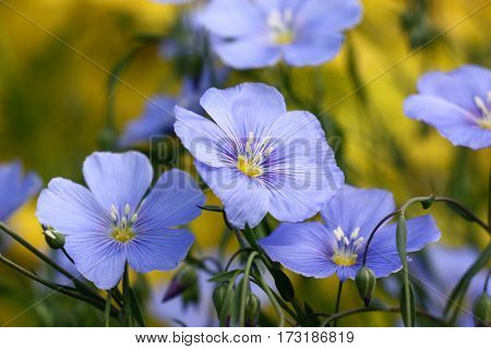 Blue flowers of decorative linum austriacum and its runaways on a difficult background.