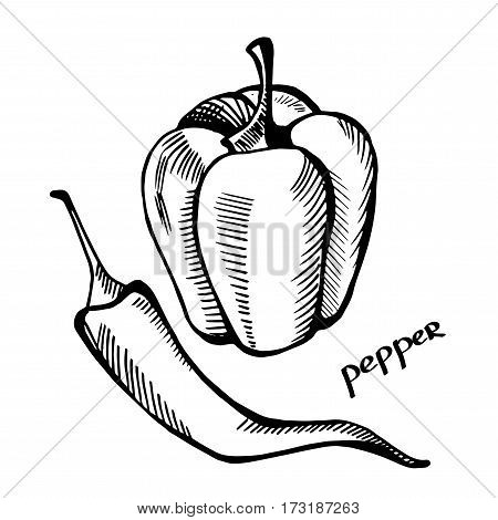 Pepper. Chili. Monochrome illustration on a light background. Hand-drawn.