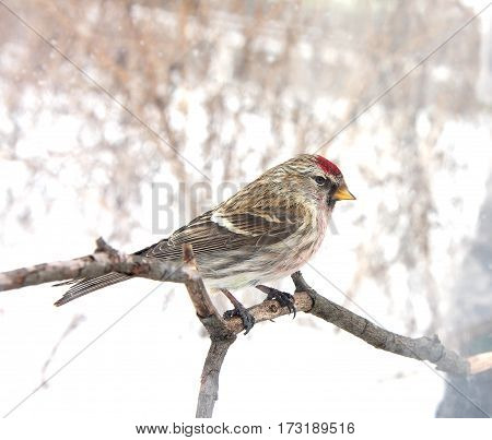 The redpoll sits on a branch in the winter foggy morning