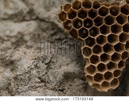 Macro empty wasp nest and selective focus wite copy space for text.