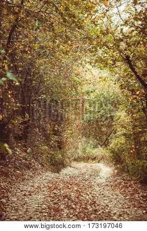 Path leading among the beech trees in early autumn forest. Fresh colors of leaves, yellow green leaves on trees shinning in afternoon sun.