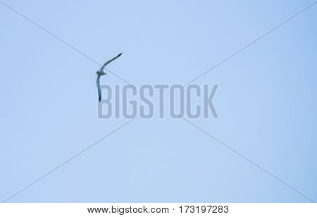 Flying seagull on sky background with copy space