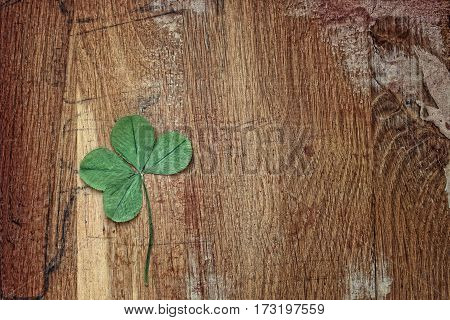 Four leaf clover clover for good luck on the background of old wooden planks. Warm tone.