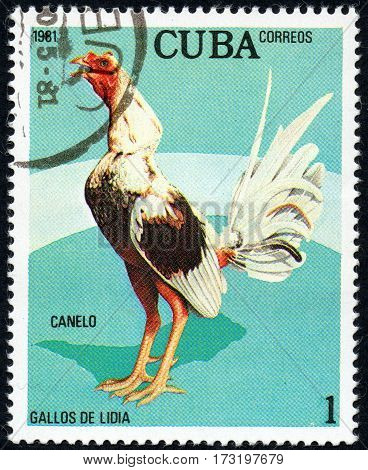 UKRAINE - CIRCA 2017: A stamp printed in Cuba shows a Canelo the series Fighting cocks circa 1981