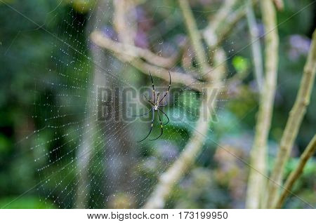 spider, Yellow-black, cobweb against green natural background