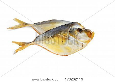 Fish selene isolated on a white background