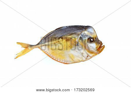 Fish selene isolated on a white background