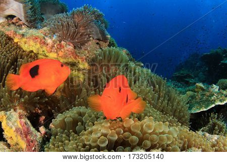 Tomato Anemonfish clownfish fish