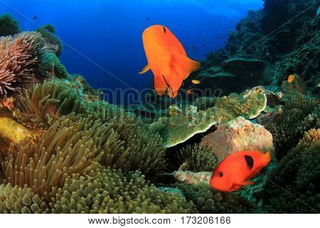Tomato Anemonfish clownfish fish
