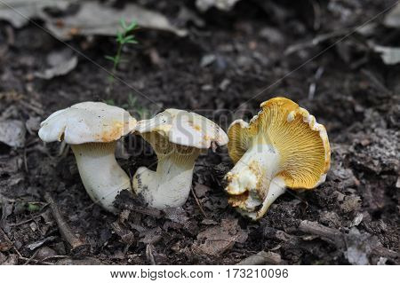 Chanterelle mushroom in the wood, CANTHARELLUS CIBARIUS
