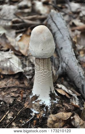 Parasol Mushroom Lepiota procera or Macrolepiota procera in the forest
