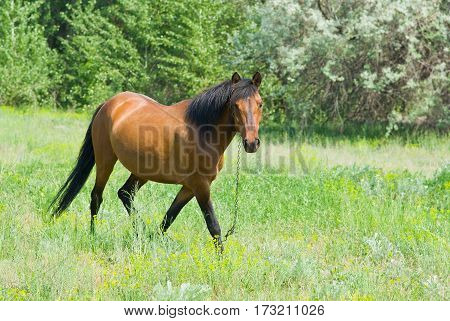 Chestnut horse (mare) is ambling on a spring pasture.