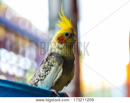 Portrait Of Love Birds In Country Of Tailand, Grey Cockatiel Or Nymphicus Hollandicus, Also Known Qu