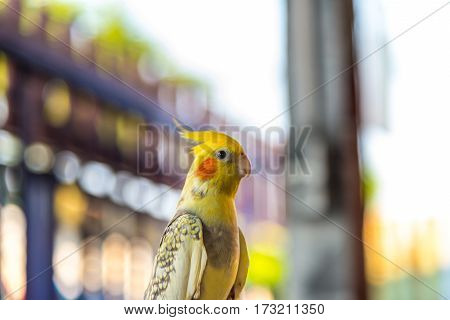 Portrait Of Love Birds In Country Of Tailand, Grey Cockatiel Or Nymphicus Hollandicus, Also Known Qu