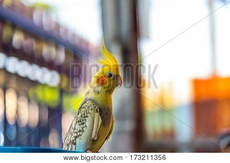 Portrait Of Love Birds In Country Of Tailand, Grey Cockatiel Or Nymphicus Hollandicus, Also Known Qu