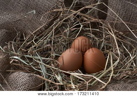 Ecological natural fresh bird eggs in a nest born on fabric
