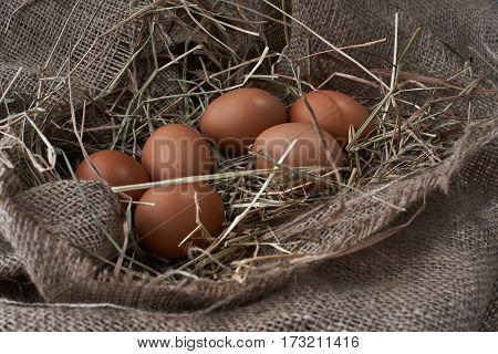 Ecological natural fresh bird eggs in a nest born on fabric