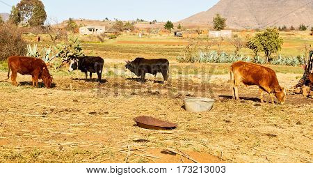 In Lesotho     Street Village