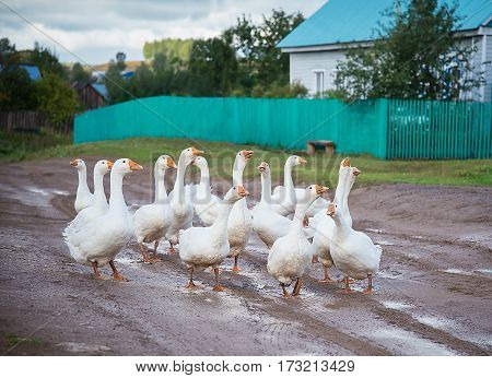 a flock of white geese is on a wet road in the village