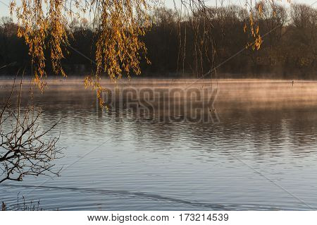 Small pond in hot yellow diffuse morning light