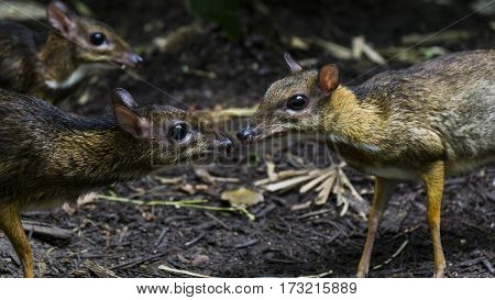 animal kanchil small deer brown mammal kiss