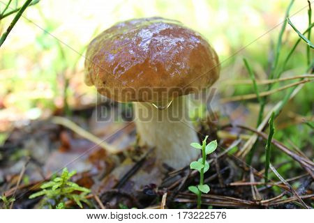 The mushroom with dew drop in the forest